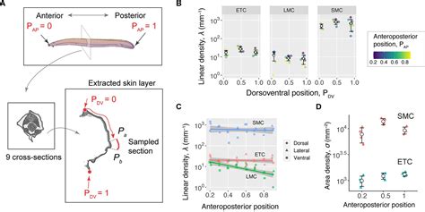 Figures And Data In Epidermal Threads Reveal The Origin Of Hagfish