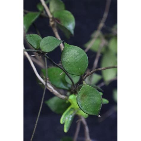 Hoya Bakoensis Hoyapassion