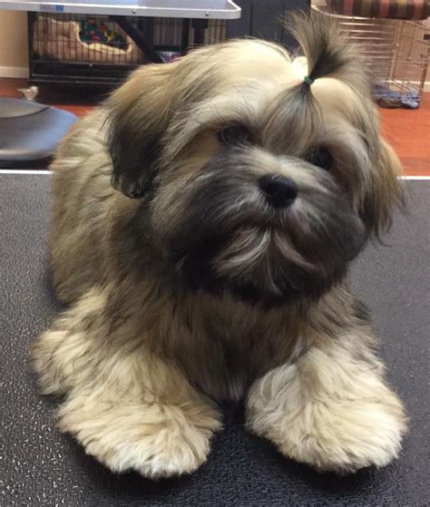 So Cute Lhasa Apso Puppies Havanese Dogs Shih Tzu Puppy Shih Tzus