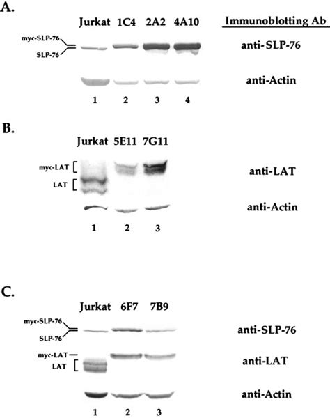 Functional Complementation Of Blnk By Slp And Lat Linker Proteins