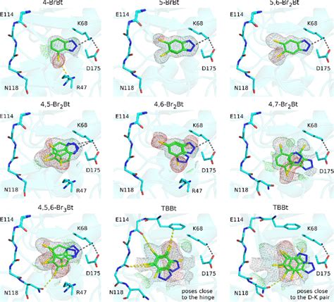 Ligand Binding Pocket Of Human Ck2α In Complex With Eight Download