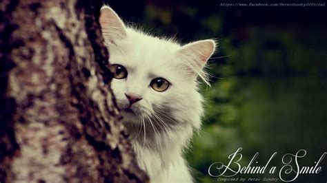 Sad Cat Wallpapers Wallpaper Cave