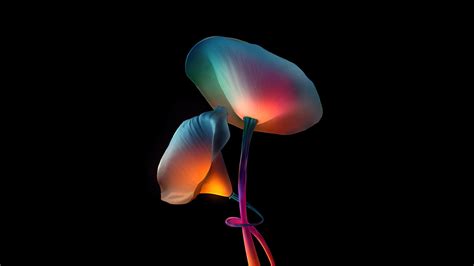 Flowers Oled Wallpaper,HD Artist Wallpapers,4k Wallpapers,Images,Backgrounds,Photos and Pictures