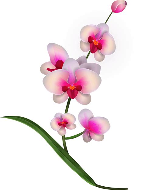 Orchid Petal Flower Exotic Nature Png