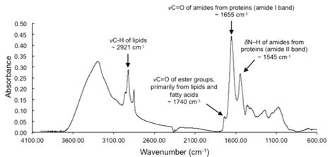 Baseline Corrected N Gaditana Ftir Spectra Showing Absorption Bands