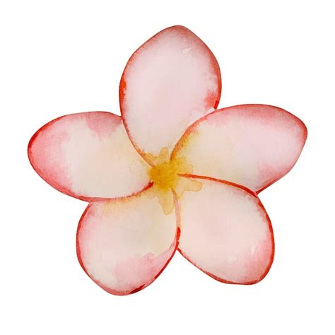 Premium Vector Watercolor Tender Blooming Tropical Plumeria Flower