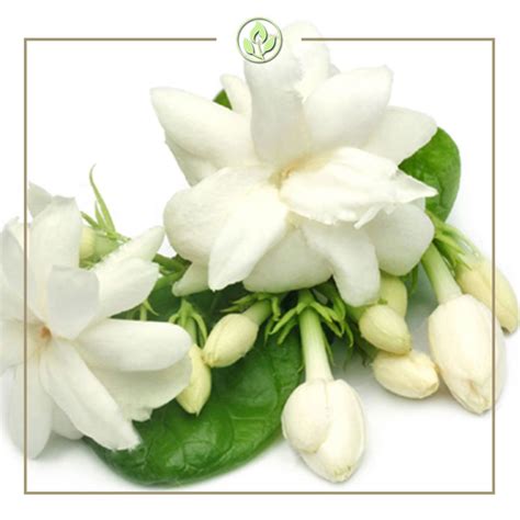 Sampaguita Flower Meaning Philippines Best Flower Site