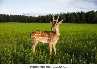 Female Sika Deer Antlers Standing Against Stock Photo 2191624127 | Shutterstock