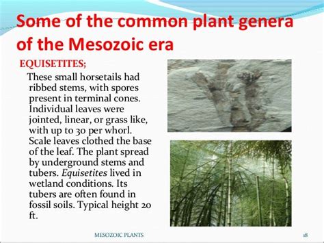 Mesozoic plants