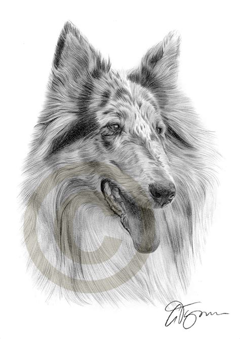 Blue Merle Rough Collie Pencil Drawing Print Artwork Signed By Artist