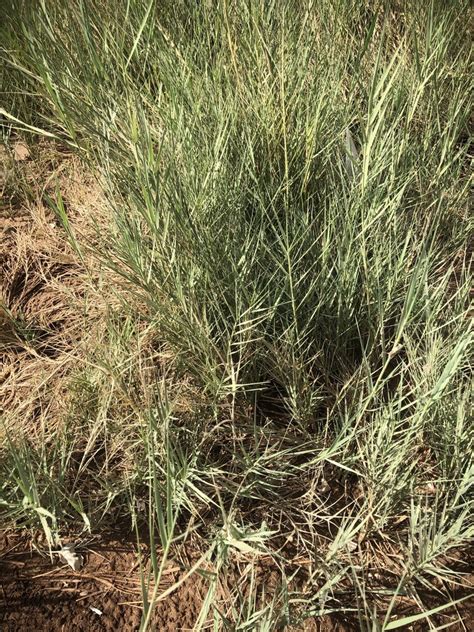 Saltgrass Search Native Plant Hub