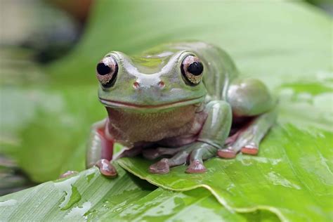 What Do Frog Poop Look Like Exploring Amphibian Waste