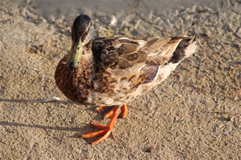 Ente Stockente Natur Kostenloses Foto Auf Pixabay Pixabay