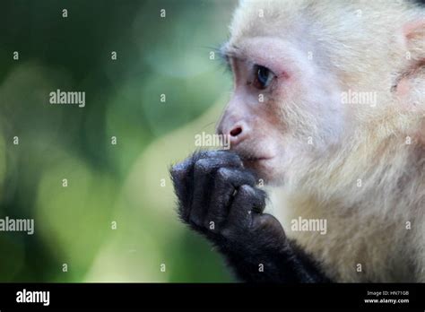 White Faced Capuchin Monkeys Hi Res Stock Photography And Images Alamy