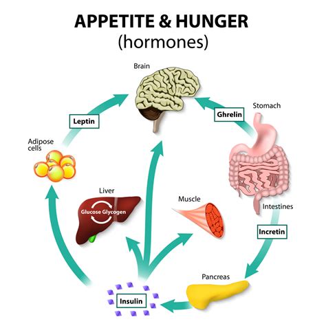 Hunger Hormones And Weight Explained