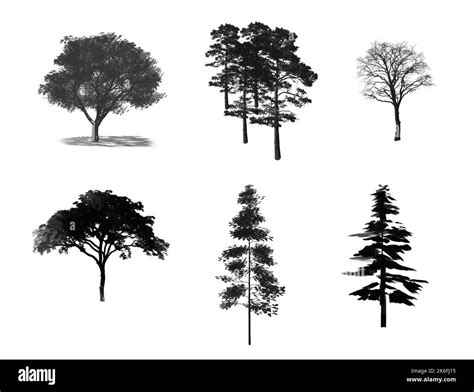 Forest Trees Drawing