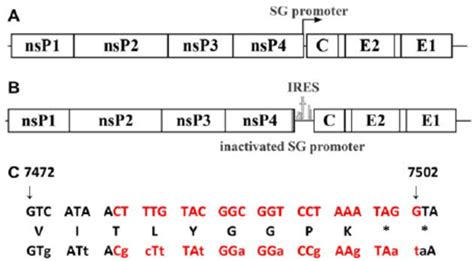 Genetic Organization Of Wild Type Chikv And The Sequence Of The