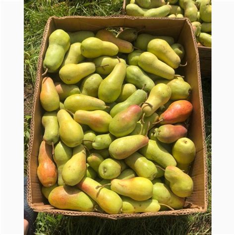 Продам грушу Талгарська красуня — Agro-Ukraine