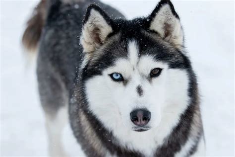 Husky Eye Colors With Pictures: Can Their Eyes Change Color?