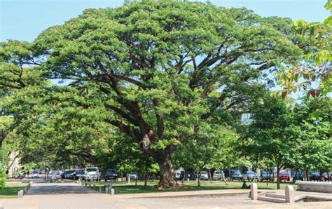 Pohon Sengon Pohon Penghijauan Dan Industri Cv Agrotani Sejahtera