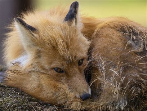 Red Fox - Photo Blog - Niebrugge Images