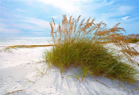 Summer Landscape With Sea Oats And Grass Dunes On A Beautiful Florida