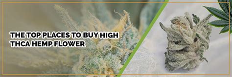 The Top Places To Buy High Thca Hemp Flower