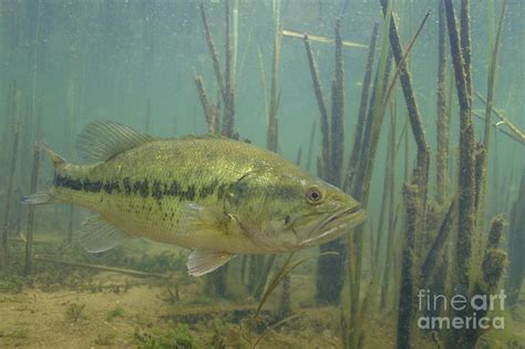 Largemouth Bass In The Reeds Photograph By Engbretson Underwater Photography