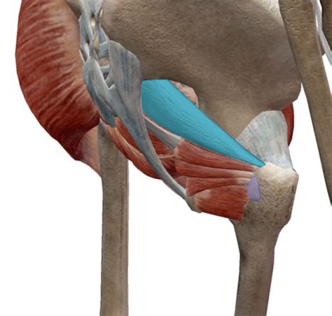 Rotation Muscles Of The Hip Flashcards Quizlet