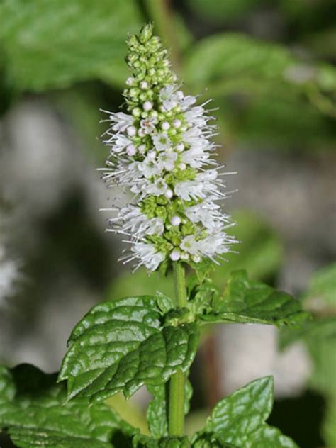 Mentha Spicata Spearmint Plant Profile And More Photos At