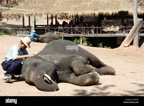 Elephant Show Maesa Elephant Camp Chiang Mai Thailand Stock Photo
