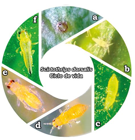 Figura 1 Ciclo De Vida De Scirtothrips Dorsalis A Huevo B Y C