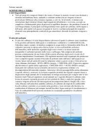 Appunti Di Approfondimento Sui Cicli Biogeochimici Docsity