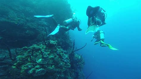 Scuba Diving The Aquarium Belize 1 Youtube