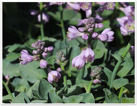 Hosta 'Blue Mouse Ears' - Devil Mountain Wholesale Nursery