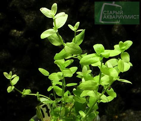 Hedyotis salzmanii - Хедиотис Зальцмани | Московские Аквариумные Растения