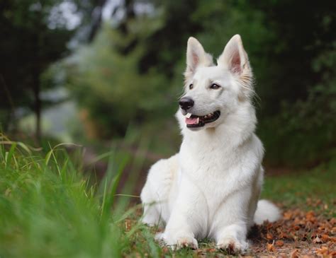 Weisser Schäferhund Rassebeschreibung Charakter dogbible