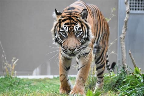 スマトラトラの「バユ」が転出し、「ダマイ」が来園します｜新着のお知らせ｜東山動植物園