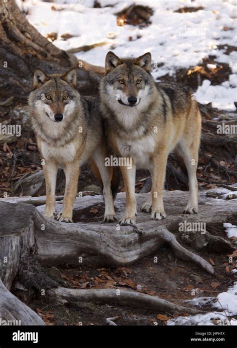 Two Grey Wolves Canis Lupus Hi Res Stock Photography And Images Alamy