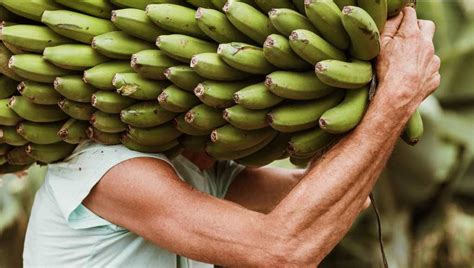 ALDI compra más de 3 700 toneladas de plátano de Canarias a productores