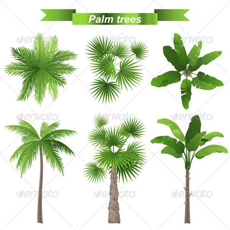 Identification Types Of Palm Trees Chart