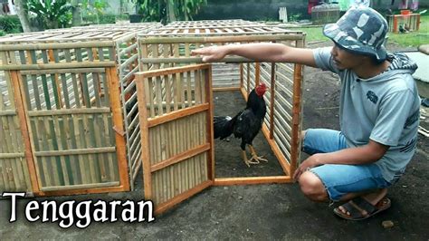 Kandang Tenggaran Kandang Umbaran Kandang Jemur Ayam Bangkok Ya Ini