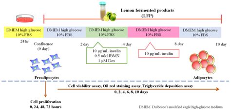 Experimental Design Of 3t3 L1 Differentiation Into Adipocytes