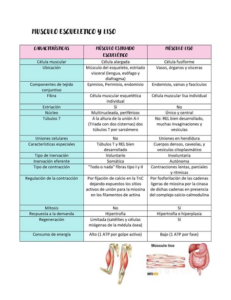 Cuadro Comparativo Musculo Liso Y Esquel Tico Musculo Esqueletico Y