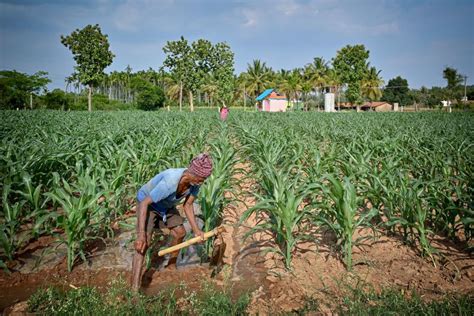 Indias Monsoon Seen Normal This Year Despite El Nino Indiaweekly