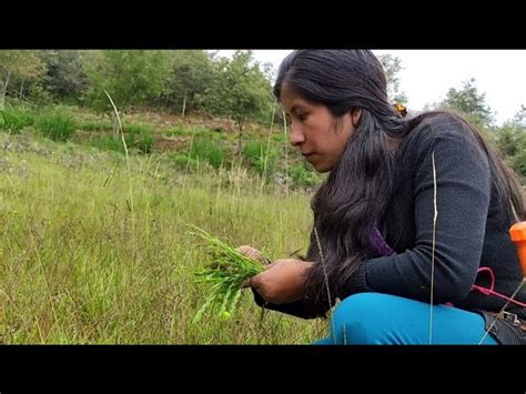 10 Poderosos Remedios Caseros Con Plantas Medicinales De Los Alpes