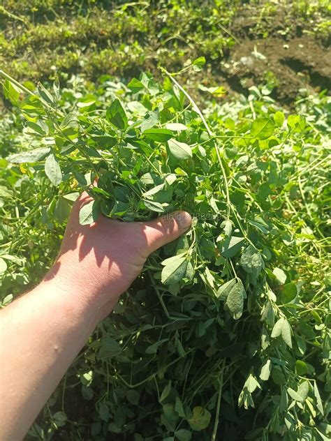 Бали люцерна | Селскостопански продукти | Добрич Продавам бали люцерна ...