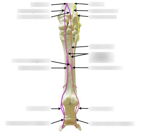 La Anatomy Equine Carpus Metacarpus Digit Nerves Diagram Quizlet