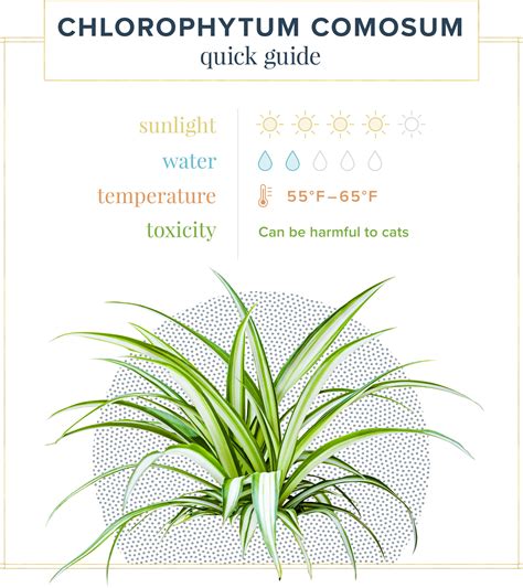 Spider Plant Care Guide Growing Information Tips Proflowers Blog