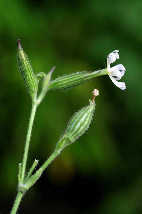 Silene Noctiflora Night Flowering Catchfly See More At Flickr